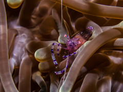 Ancylomenes sarasvati