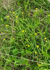 Ranunculus monophyllus