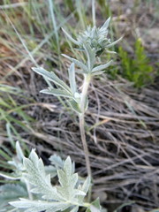 Potentilla effusa