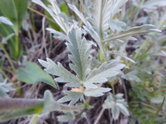 Potentilla effusa
