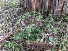 Billardiera mutabilis