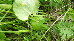 Ranunculus monophyllus