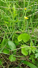 Ranunculus monophyllus