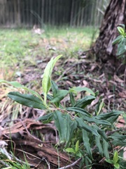 Billardiera mutabilis