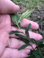 Billardiera mutabilis