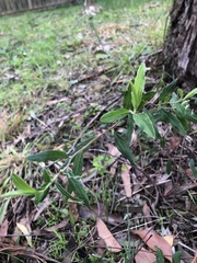 Billardiera mutabilis