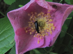 Grammoptera subargentata