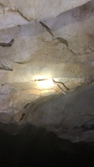 Chilabothrus striatus