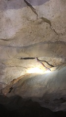 Chilabothrus striatus