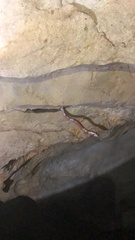 Chilabothrus striatus