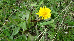 Taraxacum ceratophorum