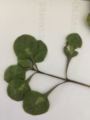 Coprosma tenuicaulis