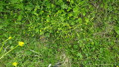 Ranunculus monophyllus