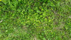 Ranunculus monophyllus