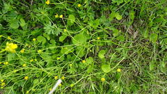 Ranunculus monophyllus