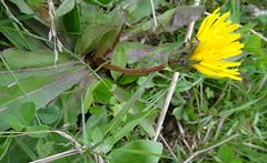 Taraxacum ceratophorum