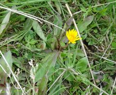 Taraxacum ceratophorum