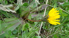 Taraxacum ceratophorum