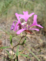 Clarkia pulchella