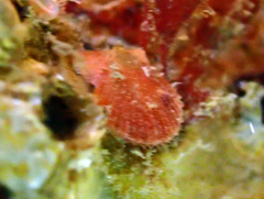 Chlamys hastata