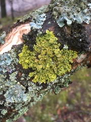 Xanthoria parietina