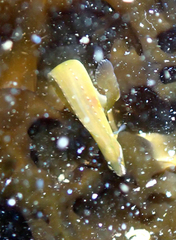 Apodichthys flavidus