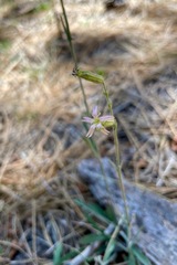 Silene verecunda
