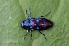 Chrysobothris azurea
