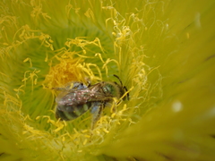 Lasioglossum pavonotus