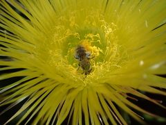 Lasioglossum pavonotus