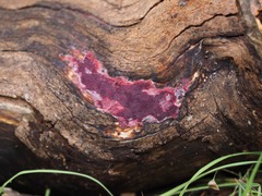 Ceriporia purpurea