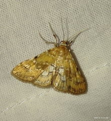 Pantographa