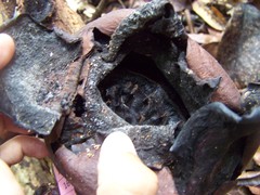 Rafflesia