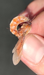 Dorylus fulvus