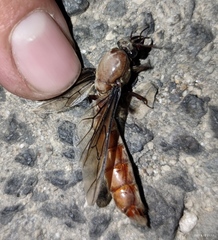 Dorylus fulvus