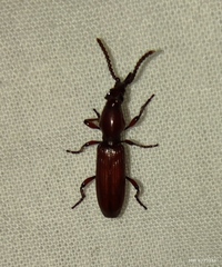 Orfilaia reichei