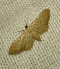 Idaea infirmaria