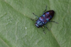 Chrysobothris azurea