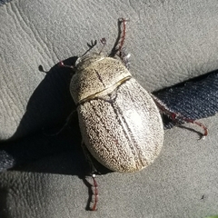 Phyllophaga cribrosa