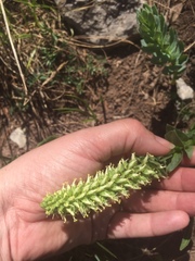 Veronica plantaginea