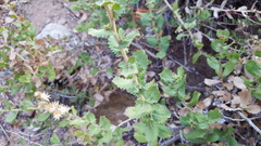 Hazardia squarrosa grindelioides