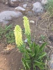 Veronica plantaginea