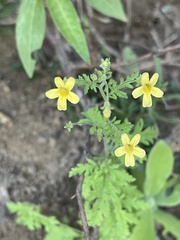 Jamesbrittenia micrantha