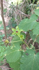 Gonolobus erianthus