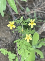 Jamesbrittenia micrantha