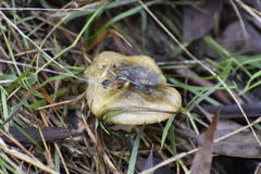 Cortinarius austrovenetus