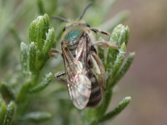 Lasioglossum pavonotus