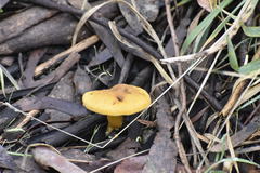 Armillaria luteobubalina