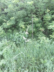 Poaceae