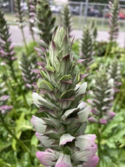 Acanthus mollis